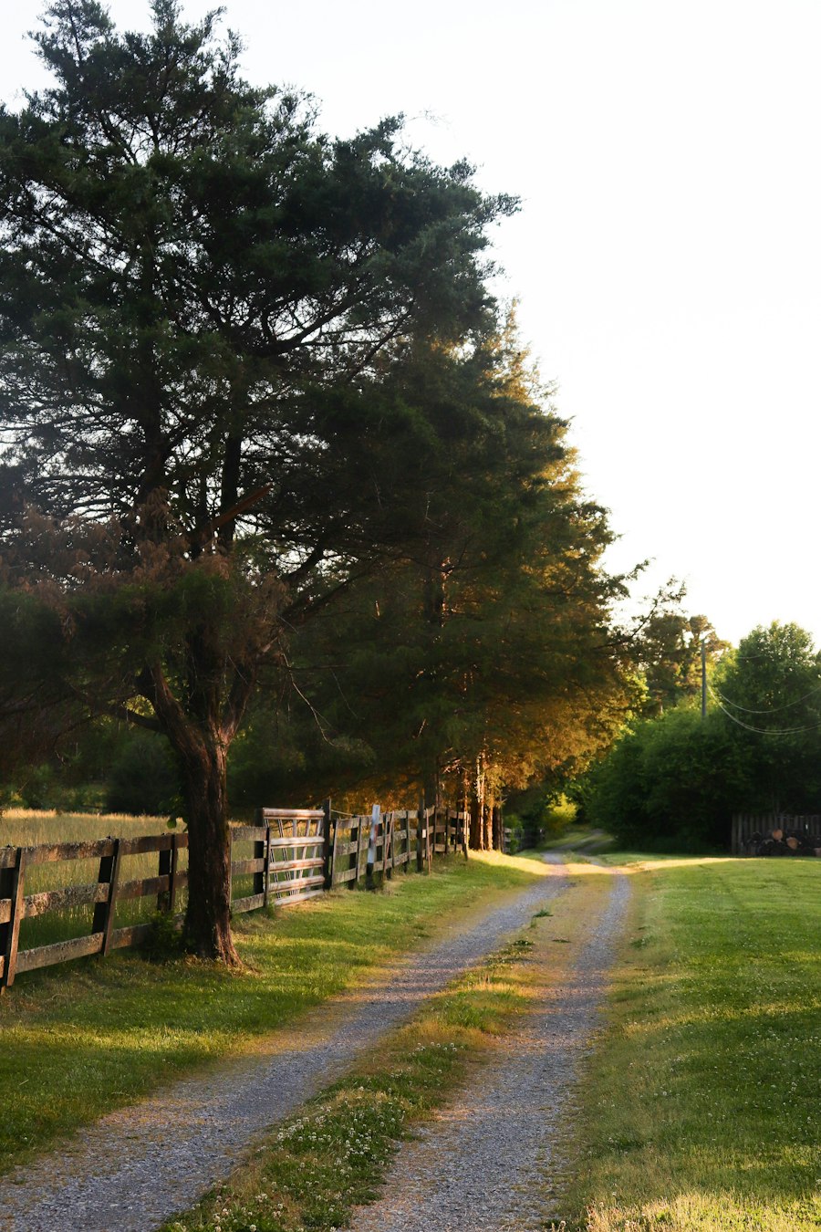 A two-track farm lane beside a fence line, running into trees